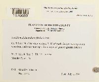 Thuidium recognitum image