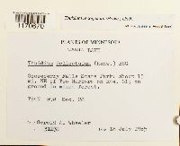 Thuidium recognitum image