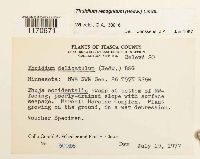 Thuidium recognitum image