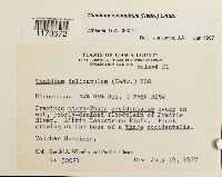 Thuidium recognitum image