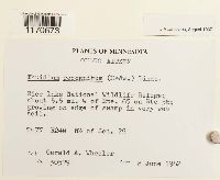 Thuidium recognitum image