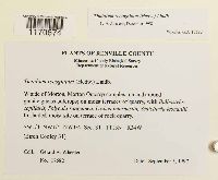 Thuidium recognitum image