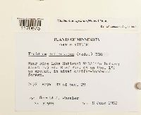 Thuidium recognitum image