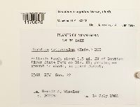 Thuidium recognitum image