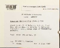 Thuidium recognitum image