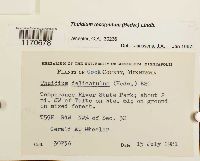 Thuidium recognitum image