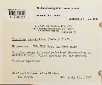 Thuidium recognitum image