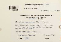 Thuidium recognitum image