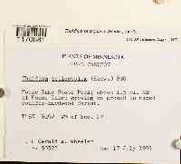 Thuidium recognitum image