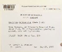 Thuidium recognitum image