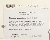 Thuidium recognitum image