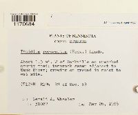 Thuidium recognitum image