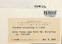 Thuidium delicatulum image