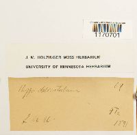 Thuidium delicatulum image