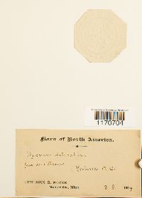 Thuidium delicatulum image