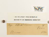 Thuidium delicatulum image