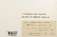 Thuidium delicatulum image