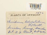 Thuidium delicatulum image