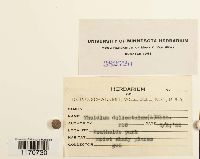 Thuidium delicatulum image