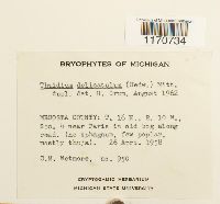 Thuidium delicatulum image