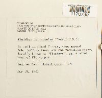 Thuidium delicatulum image