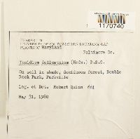 Thuidium delicatulum image