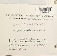 Thuidium philibertii image