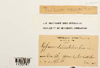 Thuidium recognitum image