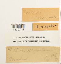 Thuidium recognitum image