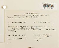 Thuidium recognitum image