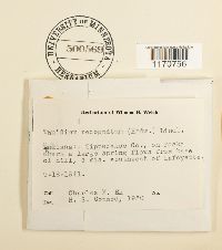 Thuidium recognitum image