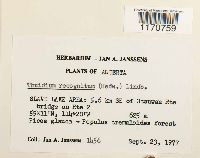 Thuidium recognitum image