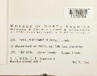 Thuidium recognitum image