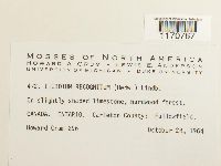 Thuidium recognitum image