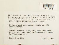 Thuidium recognitum image