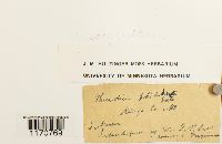 Thuidium recognitum image