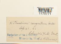 Thuidium recognitum image