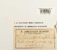 Thuidium recognitum image