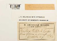 Thuidium recognitum image