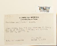 Thuidium philibertii image