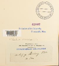 Cyrto-hypnum minutulum image