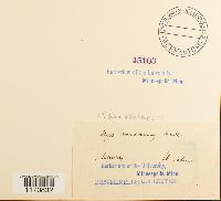 Cyrto-hypnum minutulum image