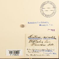 Cyrto-hypnum minutulum image