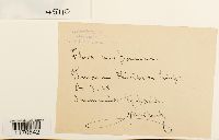 Thuidium philibertii image