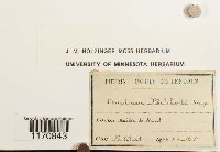 Thuidium philibertii image