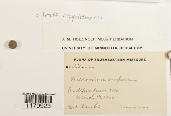 Timmia megapolitana image