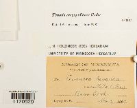 Timmia megapolitana image