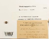 Timmia megapolitana image