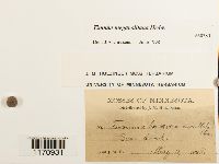 Timmia megapolitana image