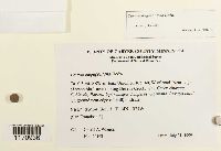 Timmia megapolitana image